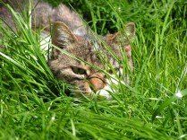 Katze – Katzenbehandlung in der Kleintierpraxis