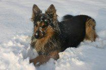 Hund – wir behandeln Hunde aller Rassen