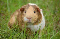 Meerschweinchen und Kleintiere